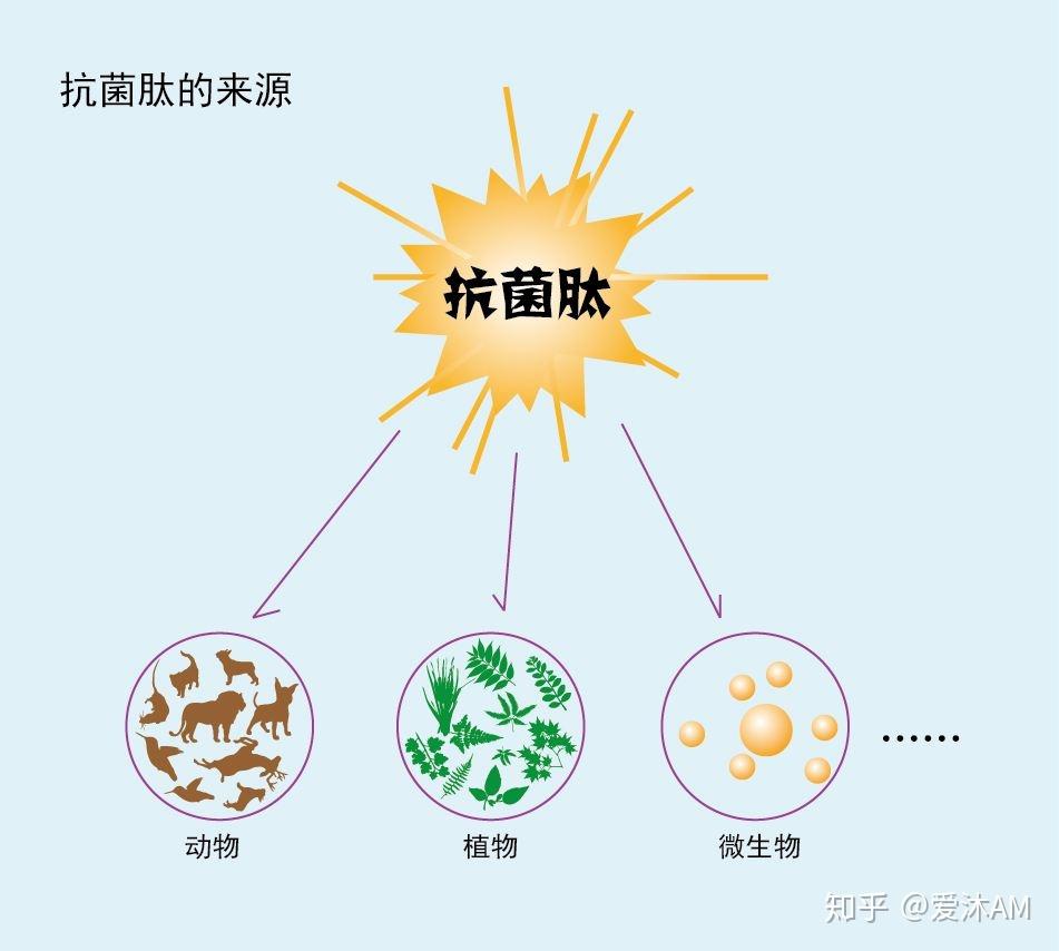 拜拜抗生素翻滾吧抗菌肽