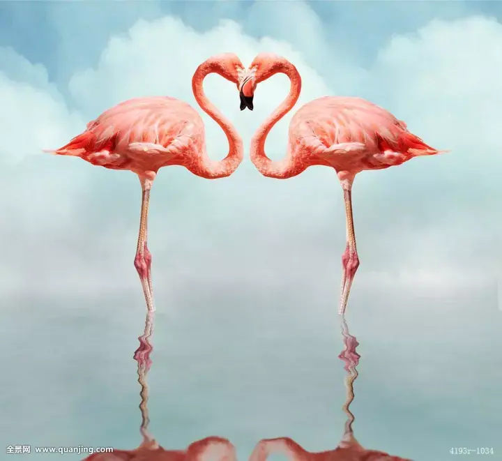 超级网红火烈鸟已经从泳池界火到家装界