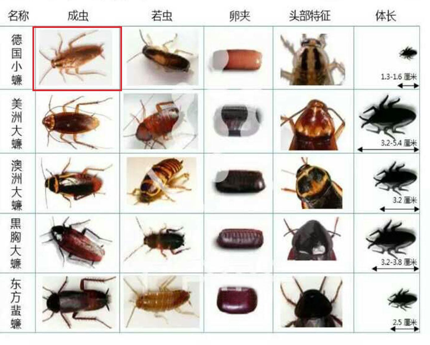 室内常见的虫子图鉴图片