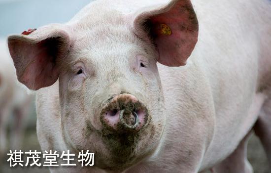 资深兽医教你看猪病以及常见猪病流行特点,冬季常见猪病的预防治疗方法大全! - 知乎
