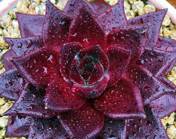 家里的多肉植物移栽后越长越好,只因他掌握了