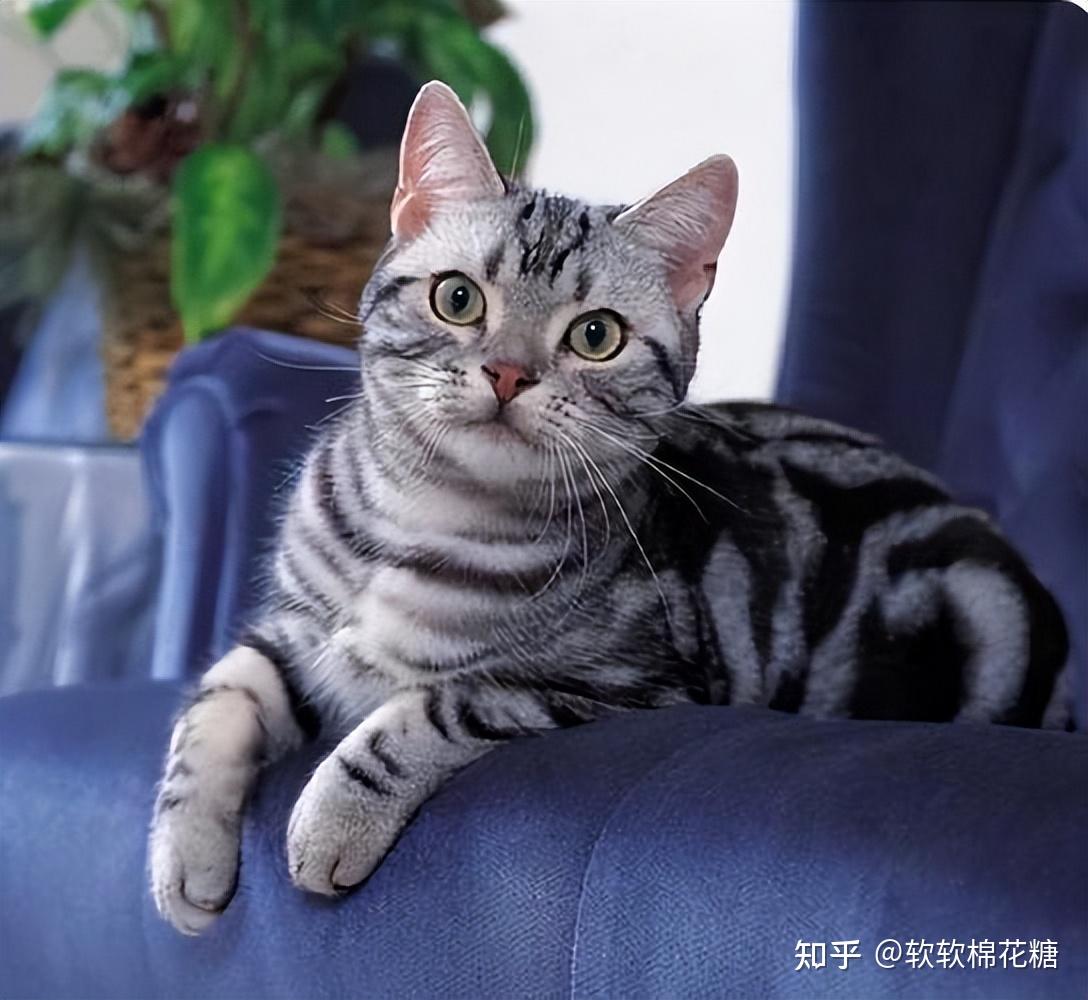 猫界好养活的7种猫寿命长布偶猫上榜了