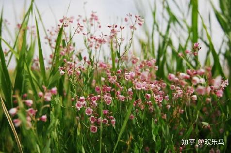 采摘6-8月份长出的嫩叶,此时敦煌天气达到炎热高峰,植物蒸腾作用最强