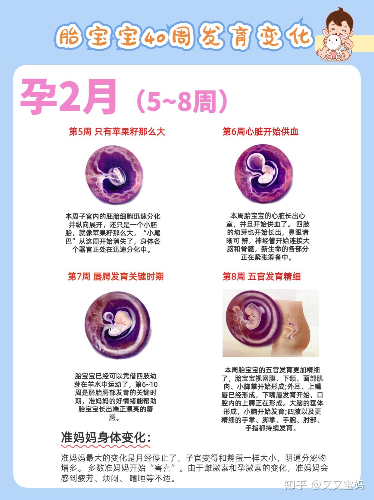 新手爸妈必看!孕期1-40周胎儿发育过程&准妈妈身体变化(多图) - 知乎