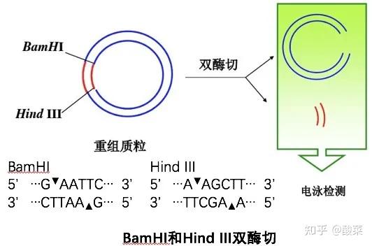 换言之,就是将我和两种限制性内切酶以及buffer和(huò)在一起,然后于