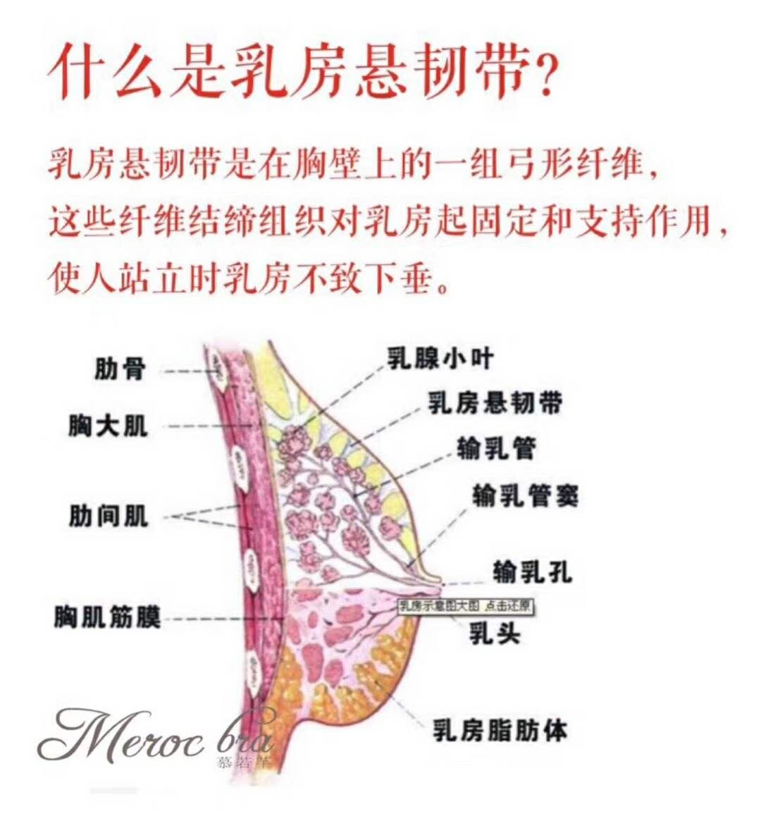 乳房悬韧带在哪个部位图片