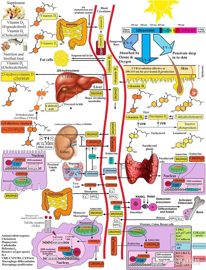 宝宝什么时候需要补维生素d应该补多久不同宝宝补充多