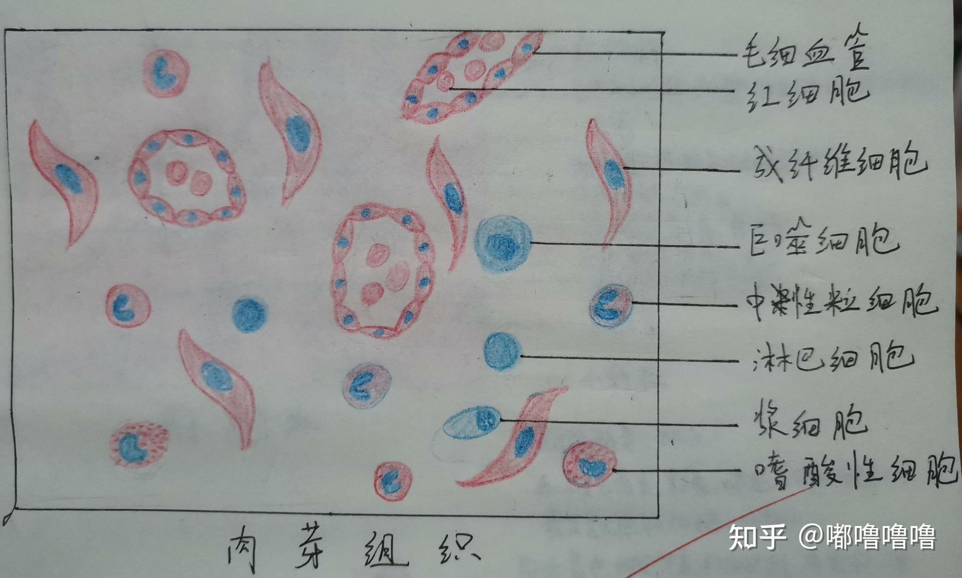 纤维细胞红蓝铅笔图图片