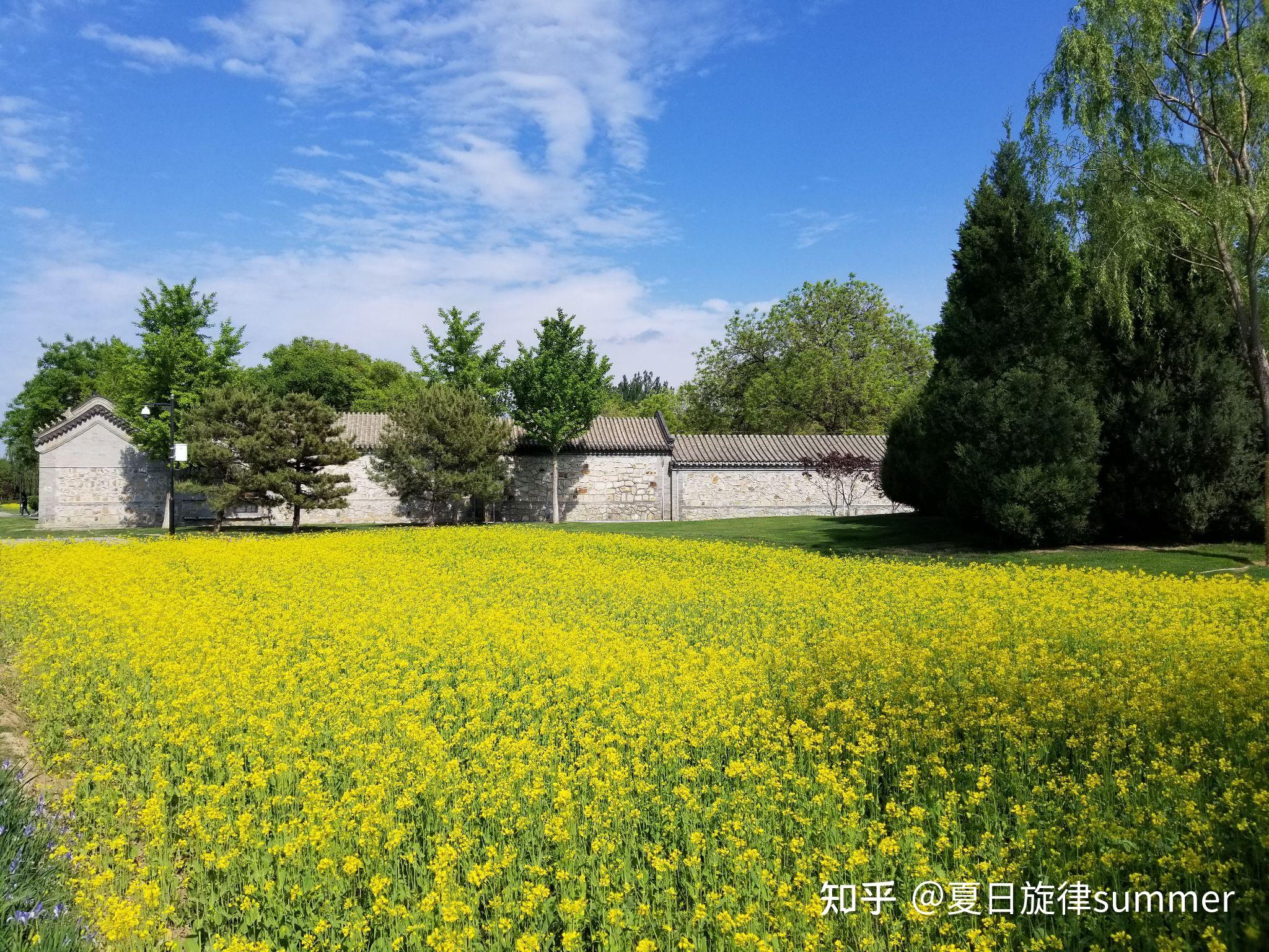 漫步北京绝美的油菜花秘境