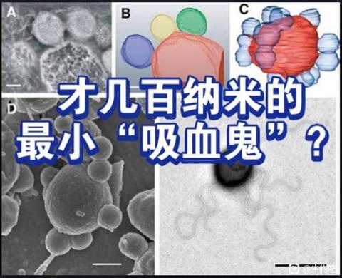 【古菌域全系列3】嗜泉界：TACK古菌的系统发生与分类 - 知乎