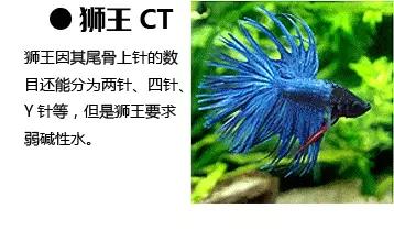 v2-bc548d89dc97794b78f87d8f701f9945_b.jpg