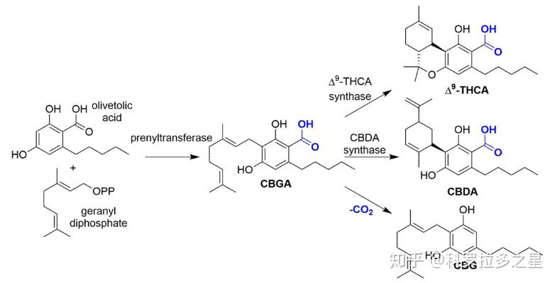 什么是CBG？ –CBD的“胞弟” - 知乎