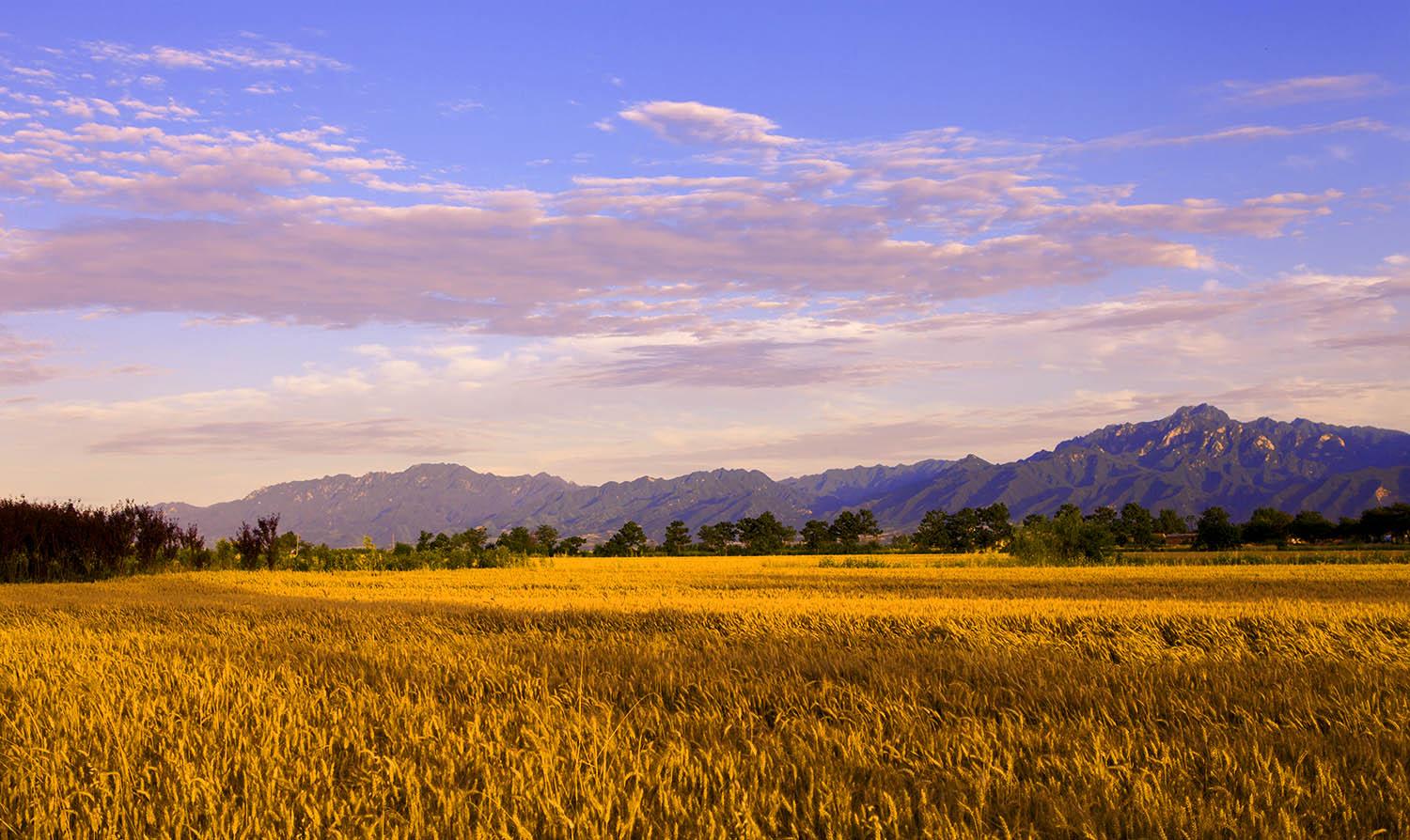 9月 金色麦浪,秋色渐浓