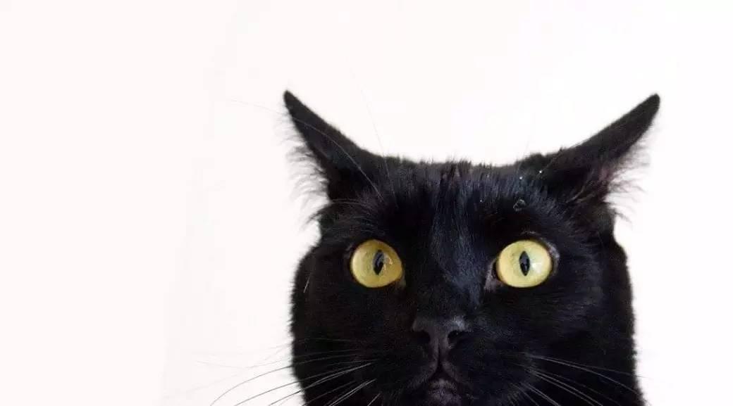 还记得之前那只爱上擦窗户小哥的黑喵吗? 没错,就是它 全世界"