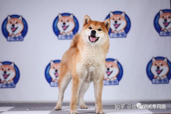 柴犬价格参差不齐 是什么影响了柴犬价格 知乎