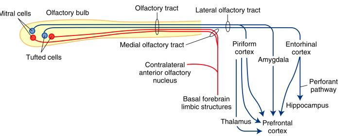 有关嗅觉系统皮层投射无空间规律特性历史和思考
