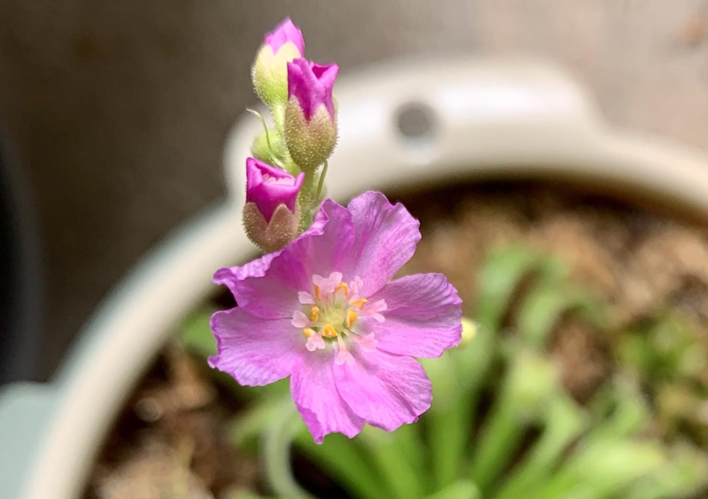 与众不同 好养好看的食虫植物 好望角茅膏菜 知乎 与众不同 好养好看的食虫植物 好望角茅膏菜 知乎