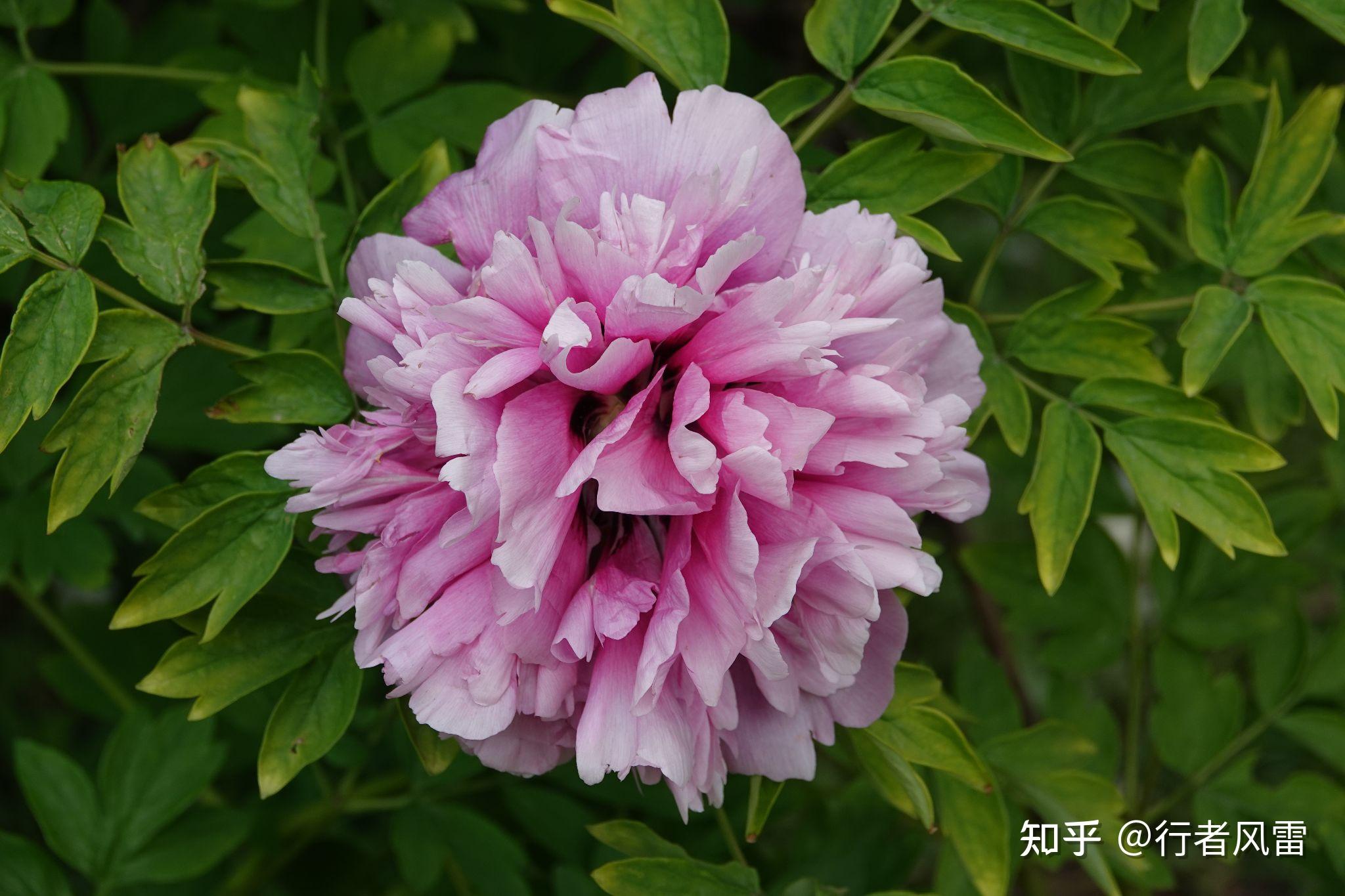 错峰赏牡丹东北花正艳