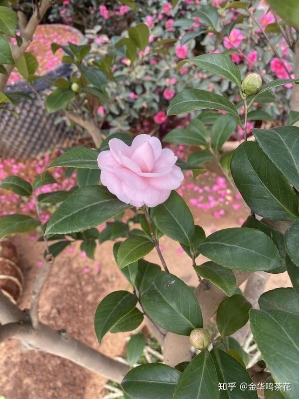 老品种茶花之雨春，花18学士，金盘荔枝，抓破美人脸，花鹤翎等- 知乎