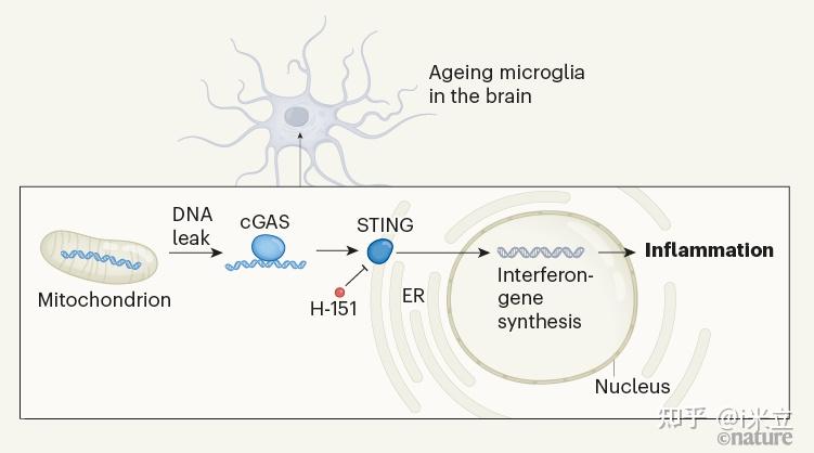 cgas-sting驱动与衰老相关的炎症和神经变性 - 知乎