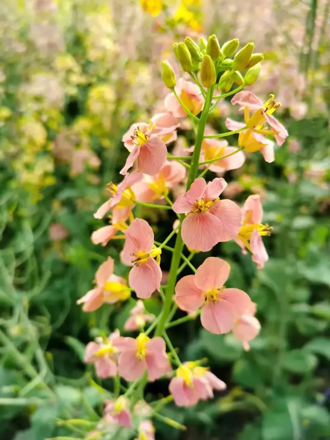 四川这个地方出了板蓝根油菜!彩色油菜花还火了!刷爆朋友圈!