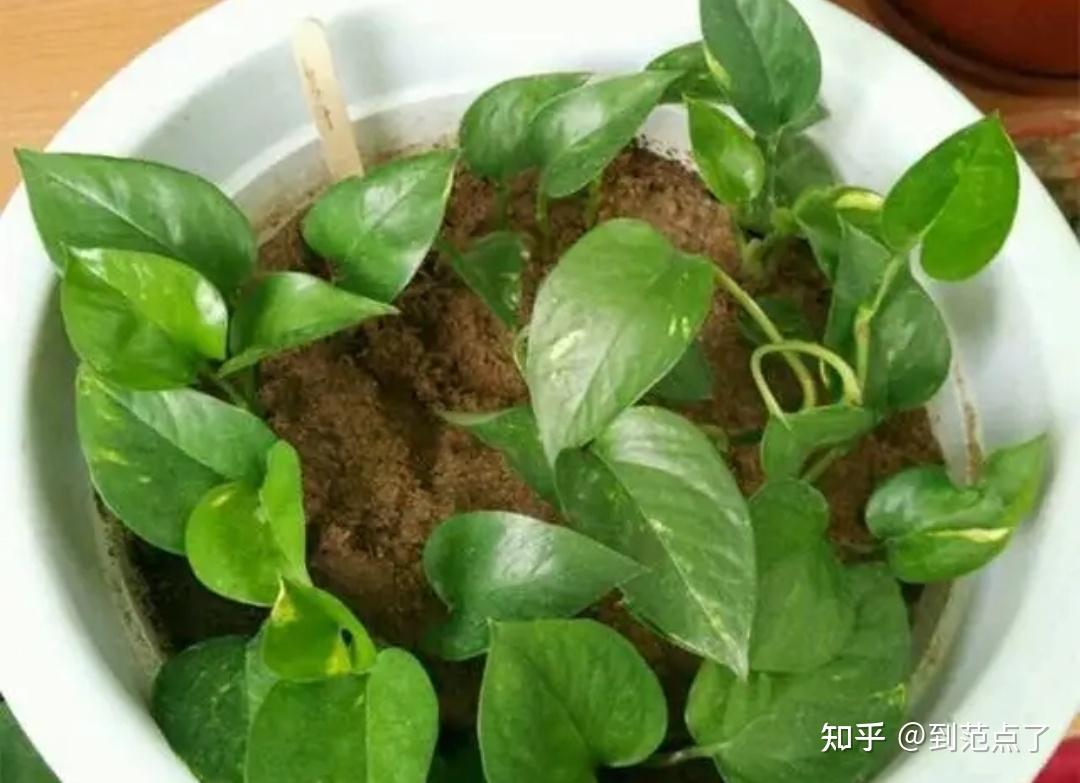 6种好养的花，掐根枝条插土里就活，轻松养爆盆 - 知乎