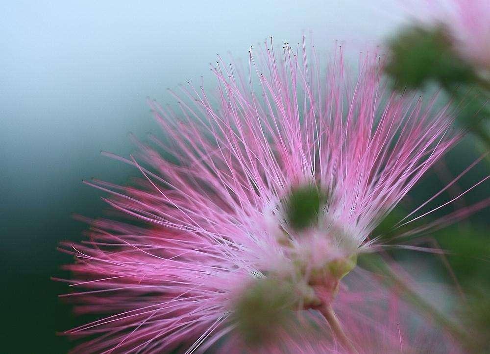 那一朵粉色的绒花凋落了