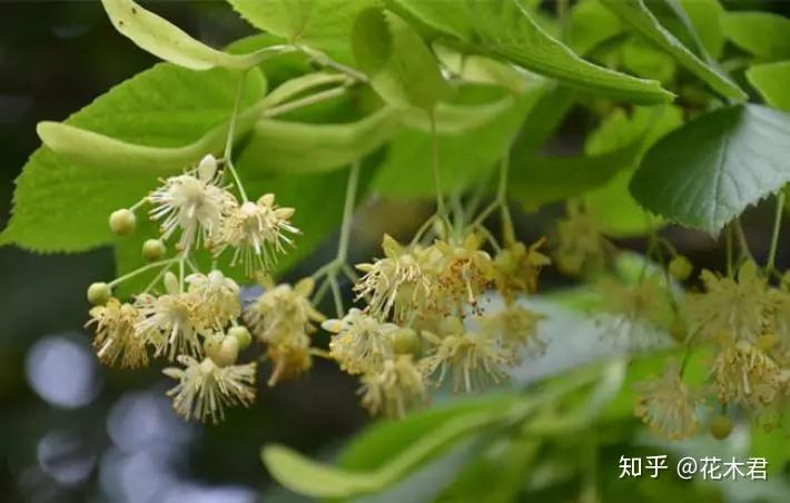国家Ⅱ级重点保护珍稀植物：紫椴 知乎 