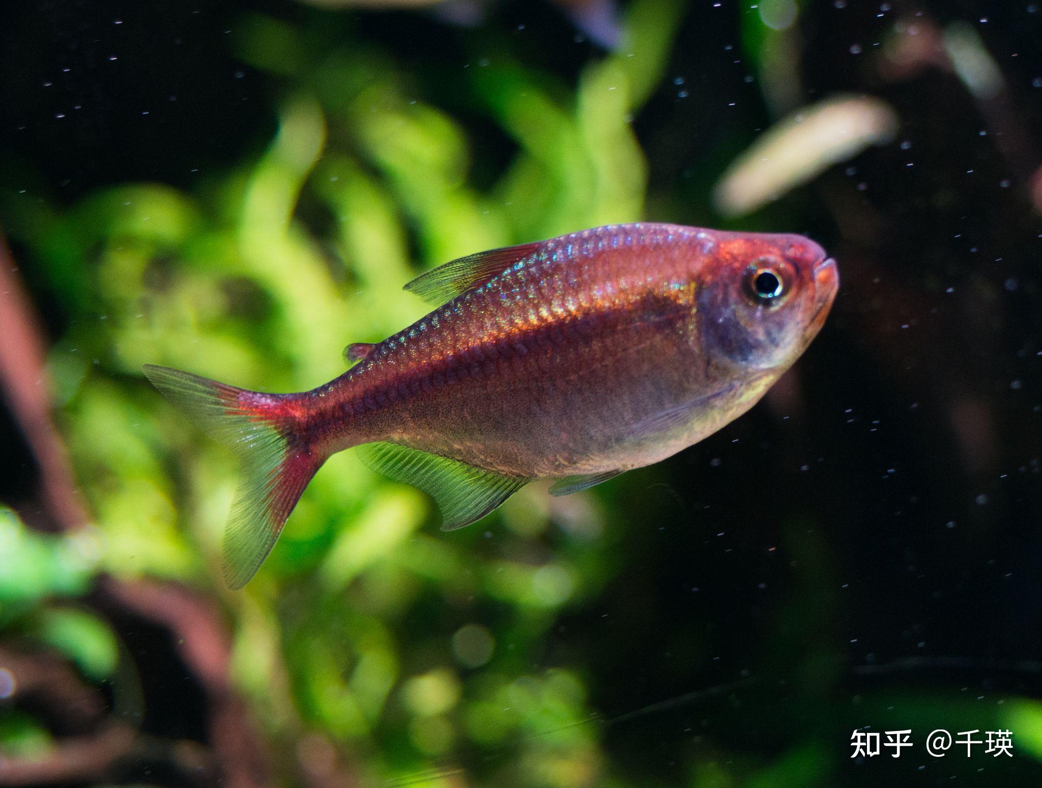 灯鱼鉴赏推荐,好看的南美小型鱼 - 知乎