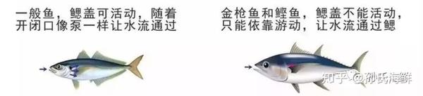 孙氏海鲜 海鲜食用指南 日料刺身都有哪些鱼 上 知乎