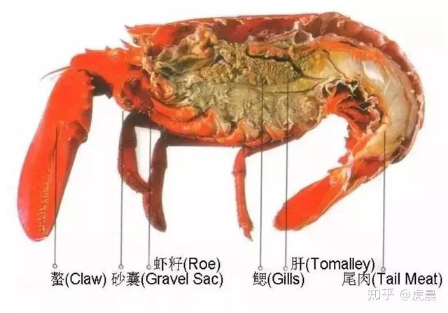 哪些不能吃?波龙的n种亲民吃法实操