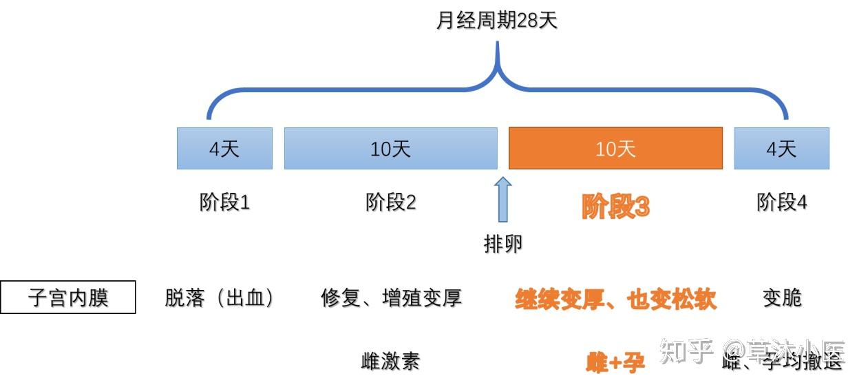 关于月经的科普干货二用一个故事来快速理解月经激素和周期