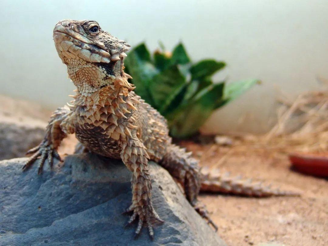 资讯所以为什么犰狳蜥要吃自己的尾巴呢