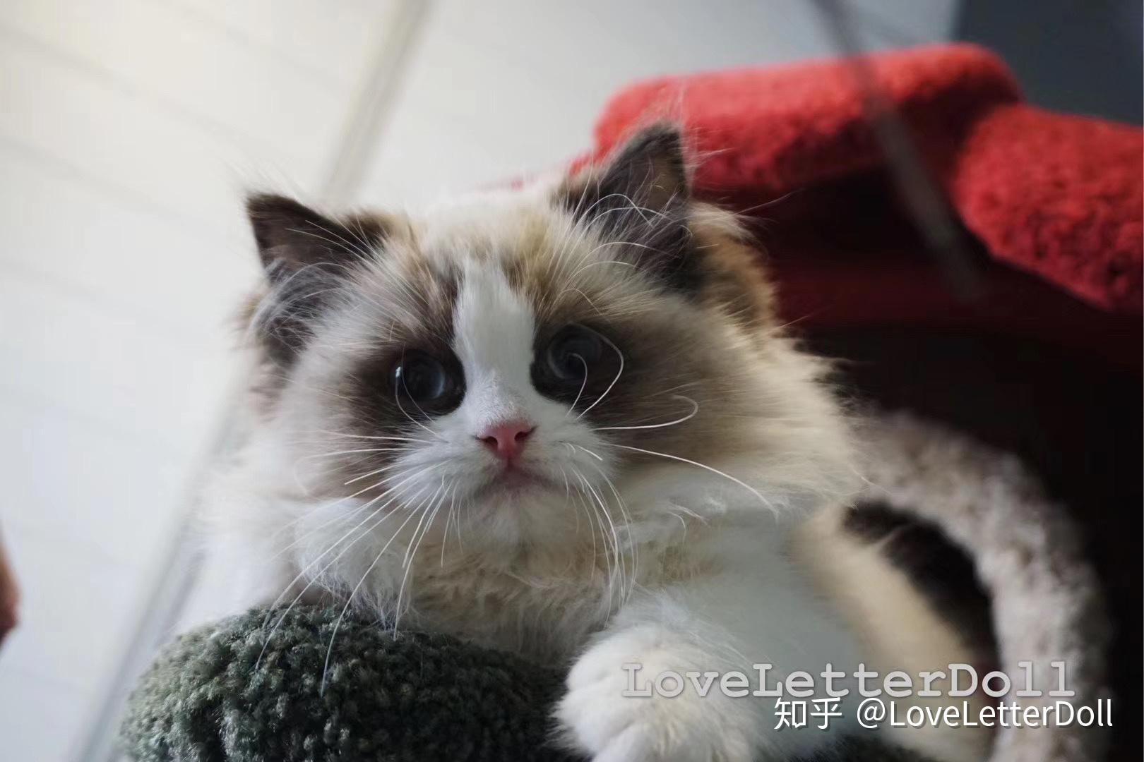布偶猫面具开脸重要吗