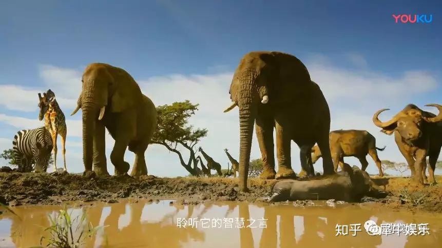 动物世界启示录隐喻现实的动物纪录片塞伦盖蒂