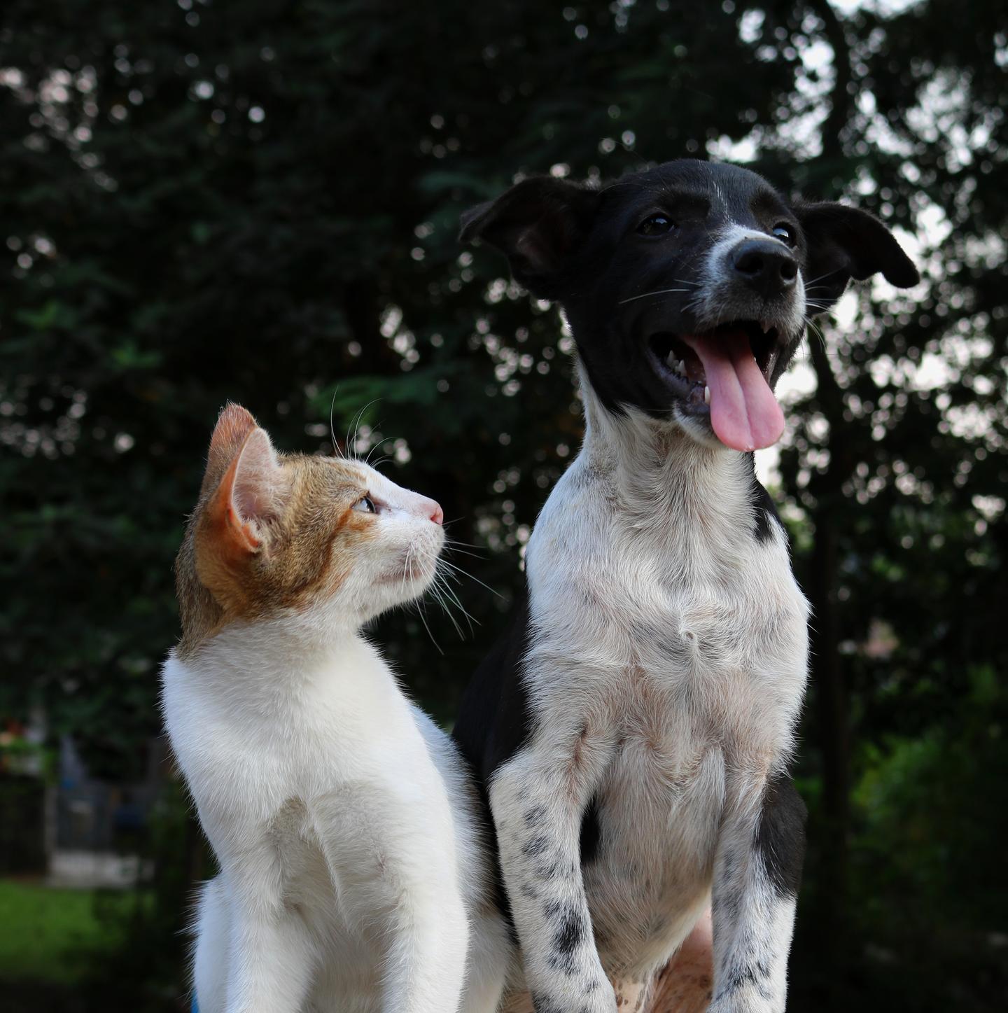 家里的猫狗 会传染新冠状病毒吗 知乎 家里的猫狗 会传染新冠状病毒吗 知乎