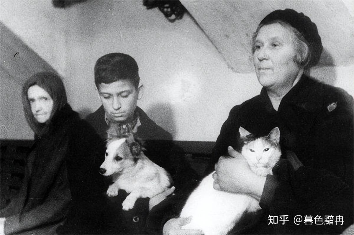 1943年全苏联猫急援列宁格勒:城内只活下一只猫,却冒出百万老鼠 - 知乎