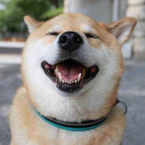 狗为啥吃东西那么快 v2-bceb39ebcf65c19bd0e0fd0aefbd3e24_1440w.jpg?source=172ae18b