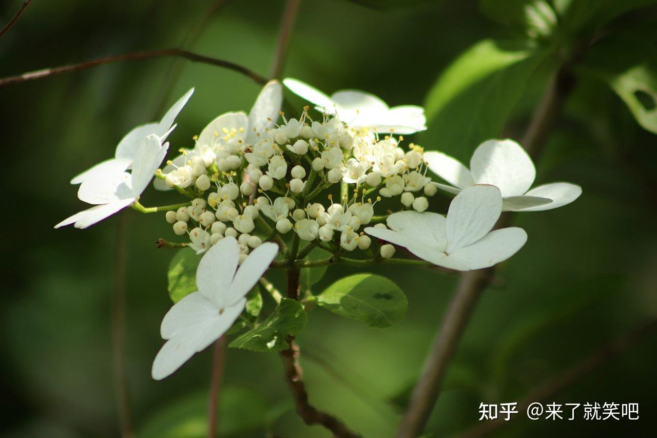 sana动漫暗夜精灵，厕所少年看完了，确实好看- 知乎