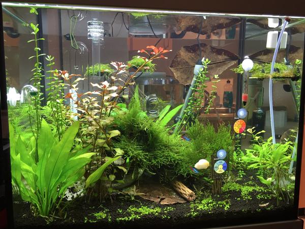 看了各种水草灯 眼花缭乱 准备开个60 45 45的缸 用什么灯合适 60草缸用什么灯比较好 诺亚时报