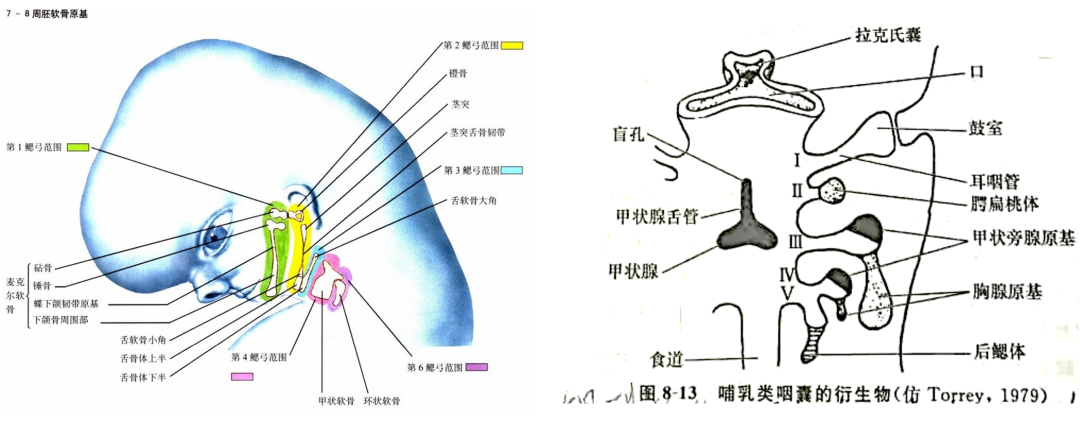 主动脉弓的胚胎发育 - 知乎