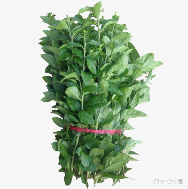 枸杞叶,怎么做好吃?——壹健康 - 知乎