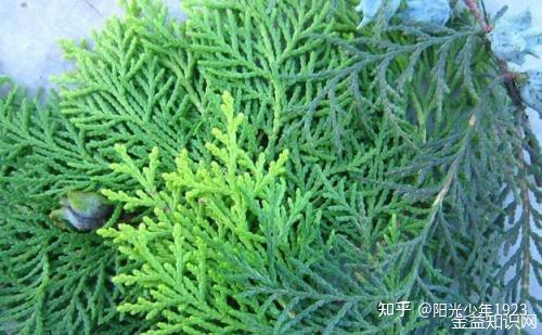 柏叶洗头的功效与作用 - 知乎