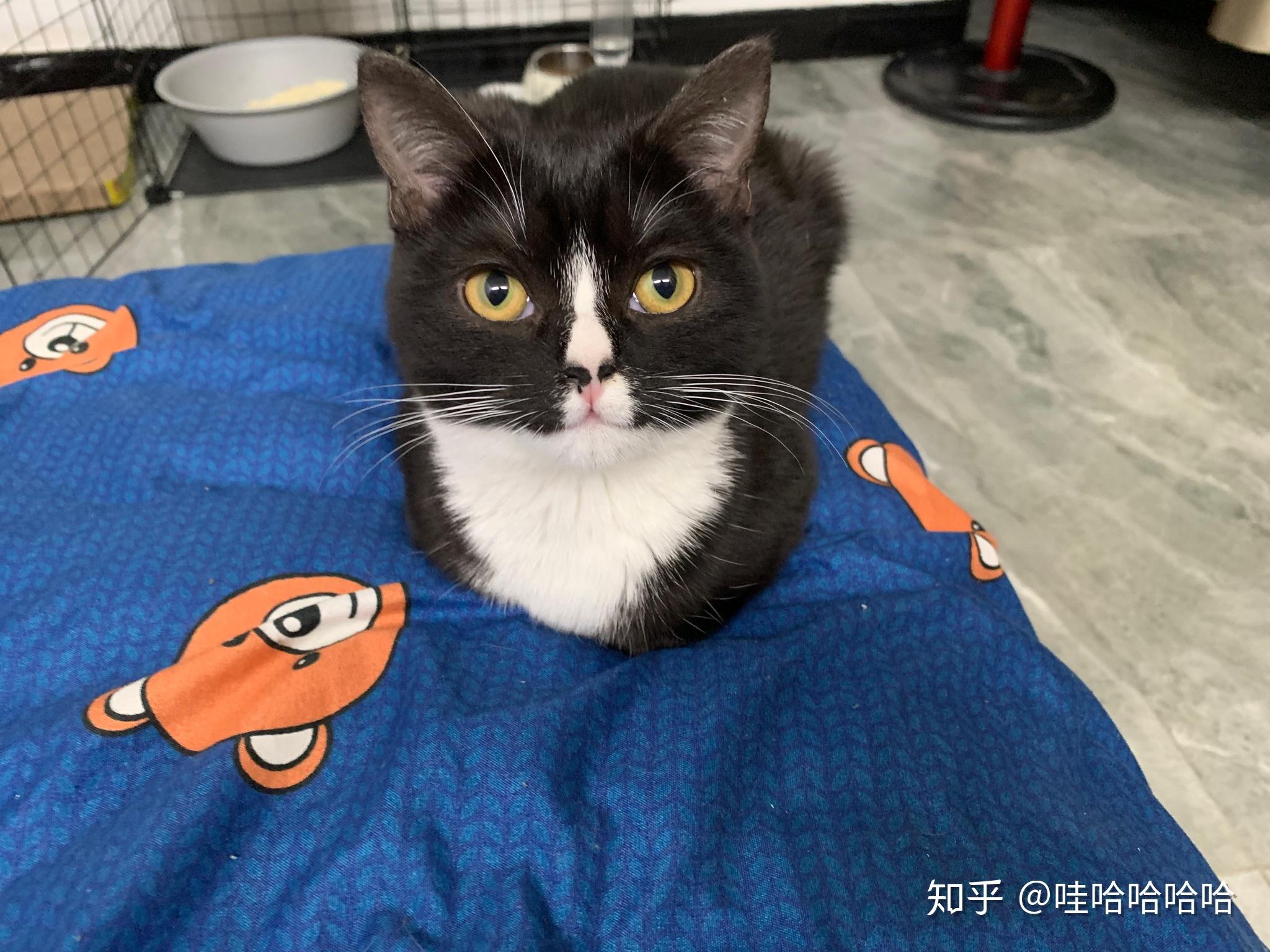 请问美短有这样的黑白颜色吗