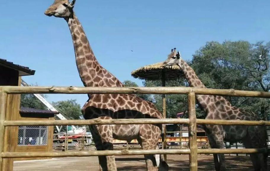 吉林景点推荐,动物园#低音号免费语音导游