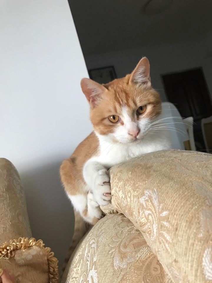 怎么拥有一只圆脸橘猫 v2-bd241932a26a9eded1f2613d6edb3a63_r.jpg