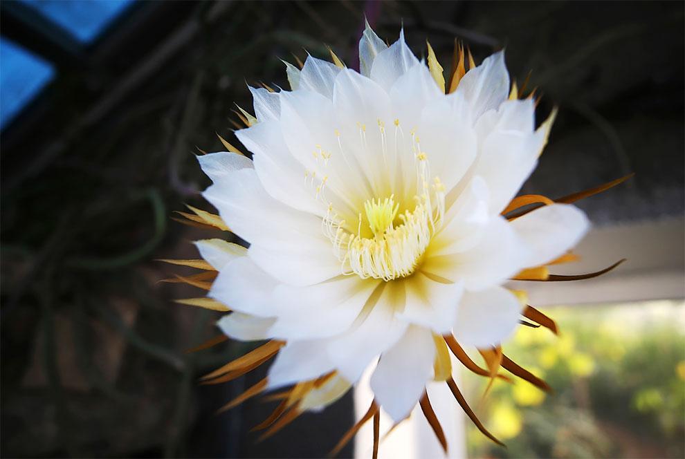 夜之女王 一年只开一次的昙花 再次在圣彼得堡植物园绽放 知乎