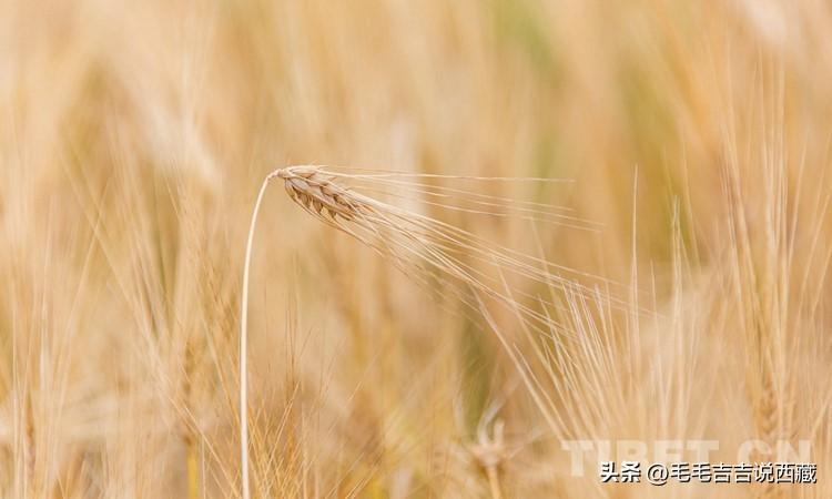 青稞是什么,与小麦燕麦怎么区分 - 知乎