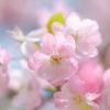 四月中旬诞生花 知乎 四月中旬诞生花 知乎