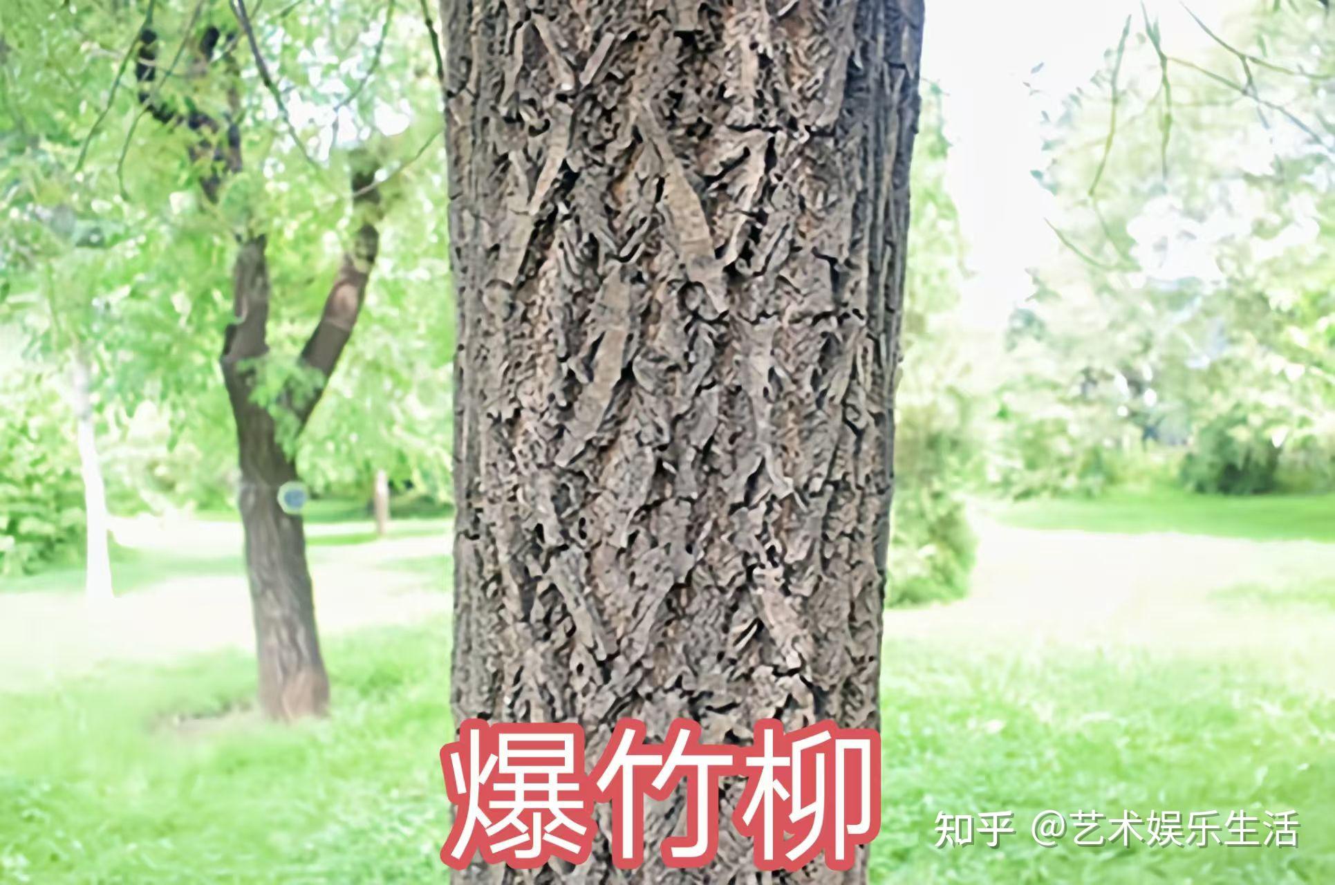 杨柳科植物有哪些 - 知乎